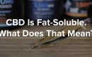 cbd fat soluble