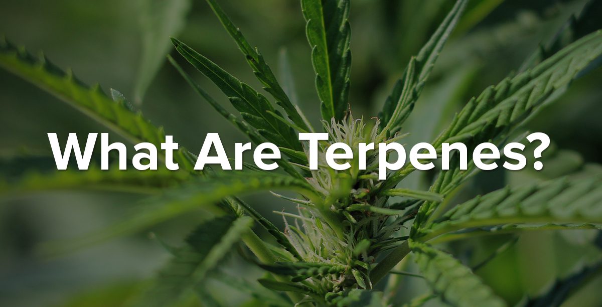 terpenes blog