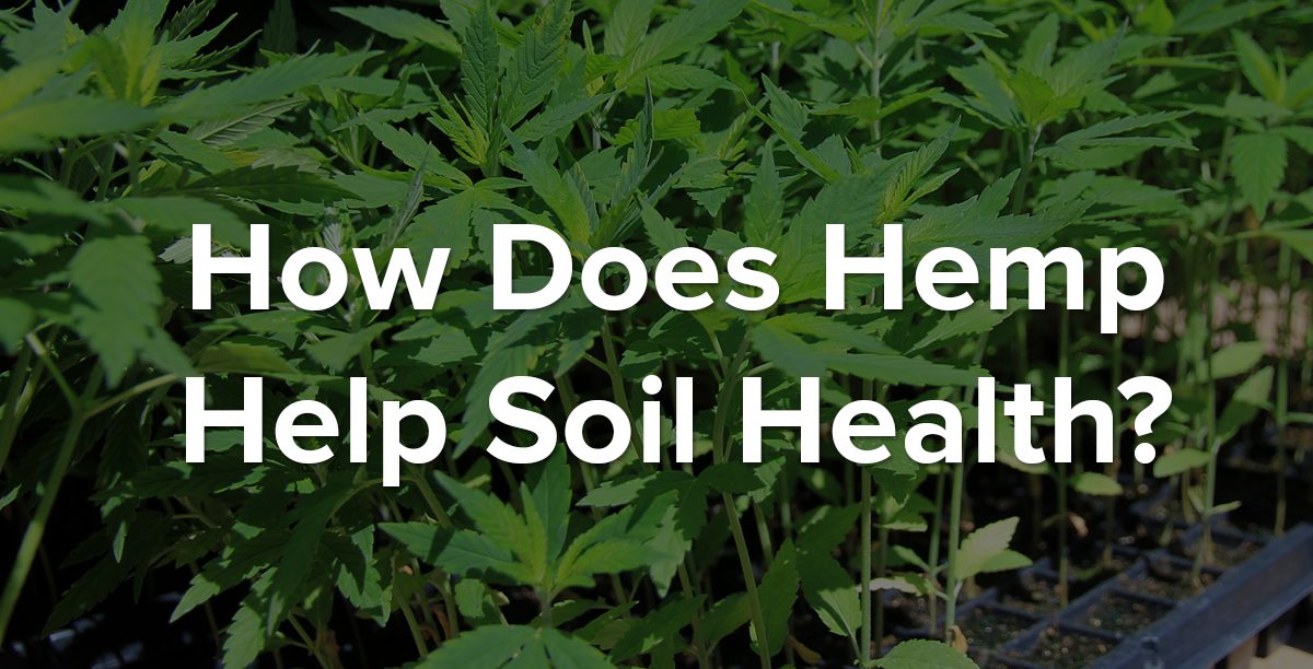 hemp soil health