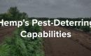 hemp pest detterent