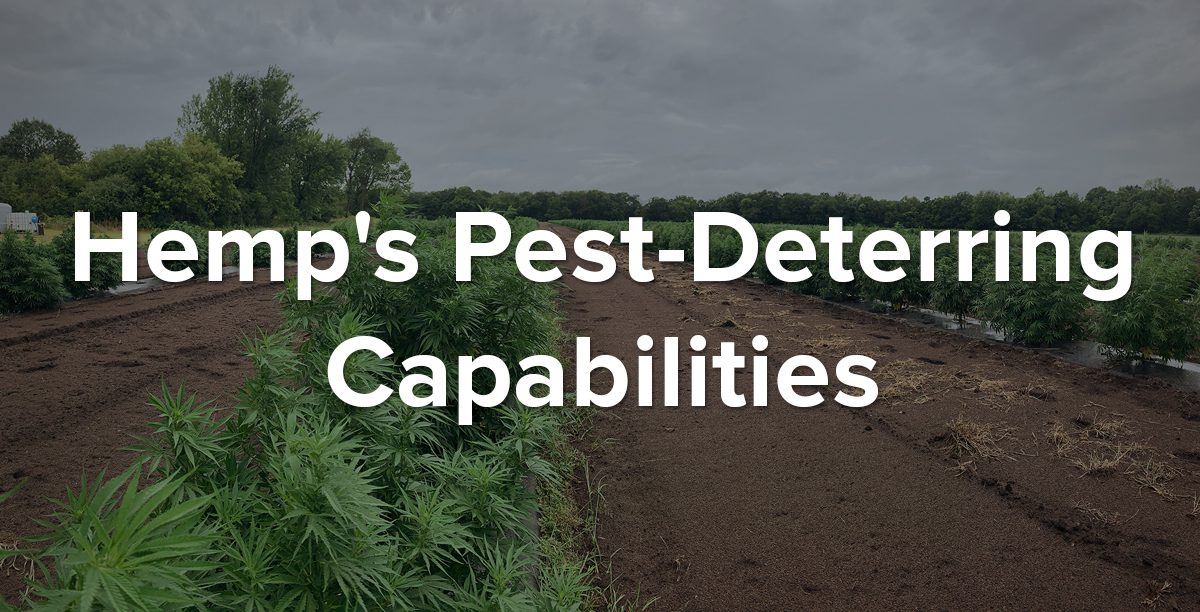 hemp pest detterent