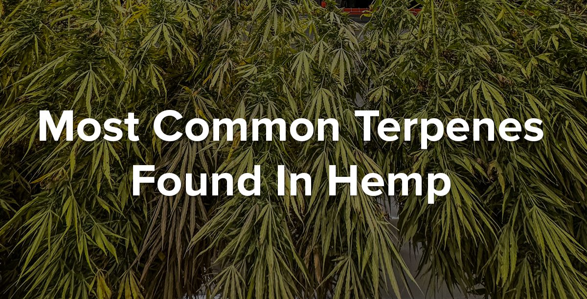 hemp terpenes