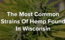 hemp strains in wisconsin blog