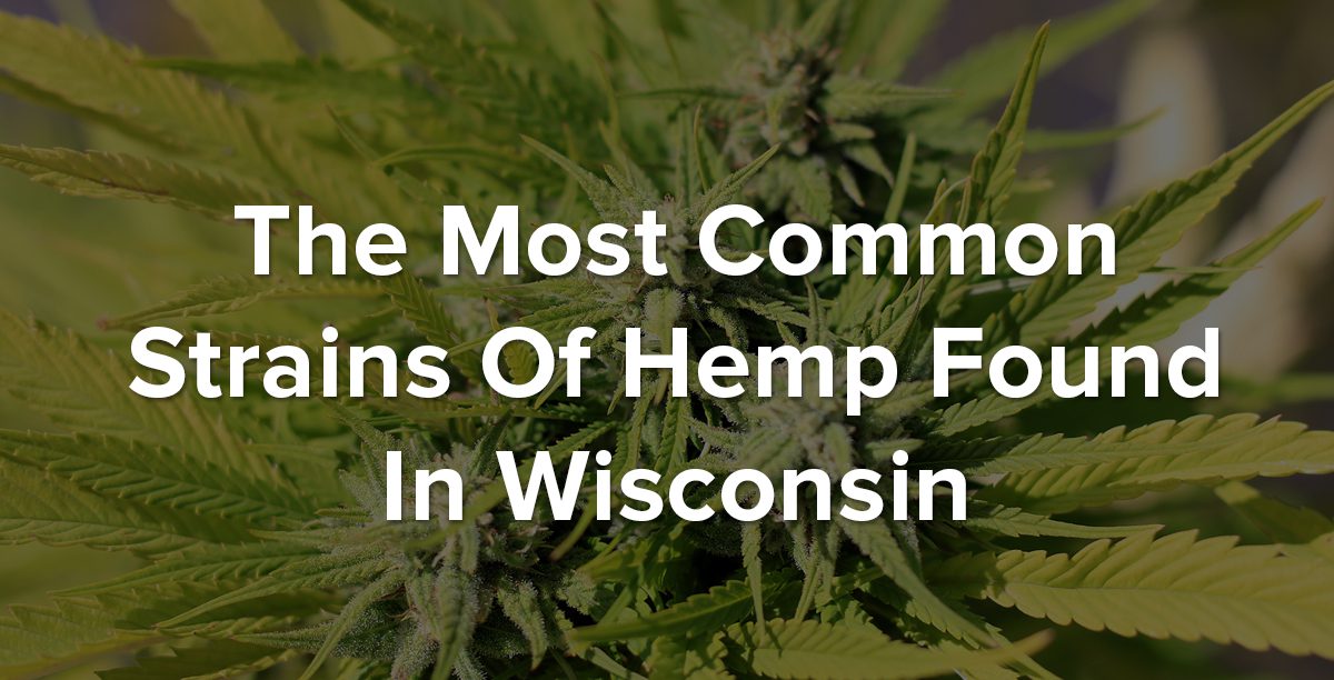 hemp strains in wisconsin blog