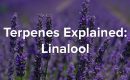 Linalool Terpene Explained