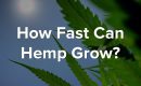 hemp growth speed blog