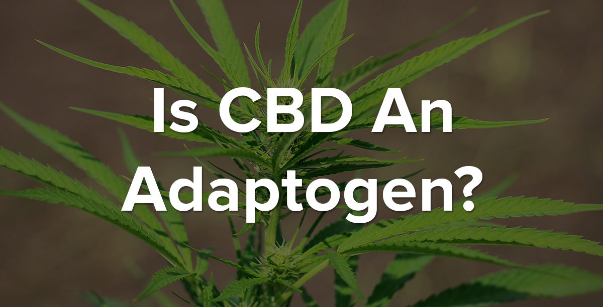 CBD Adaptogen Blog